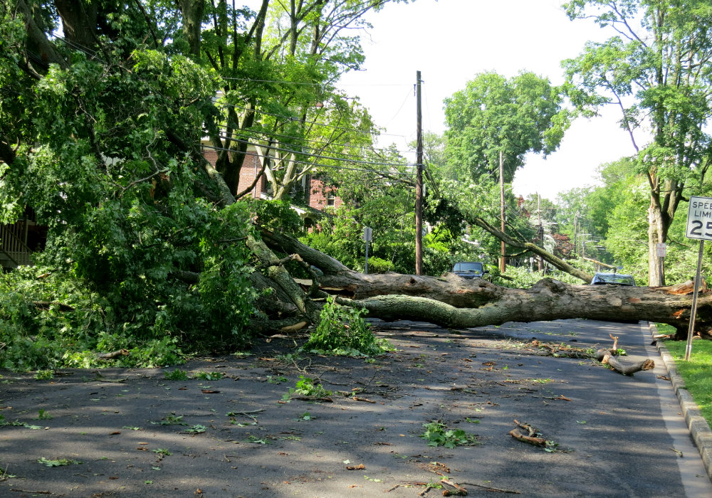 Residential Tree Removal