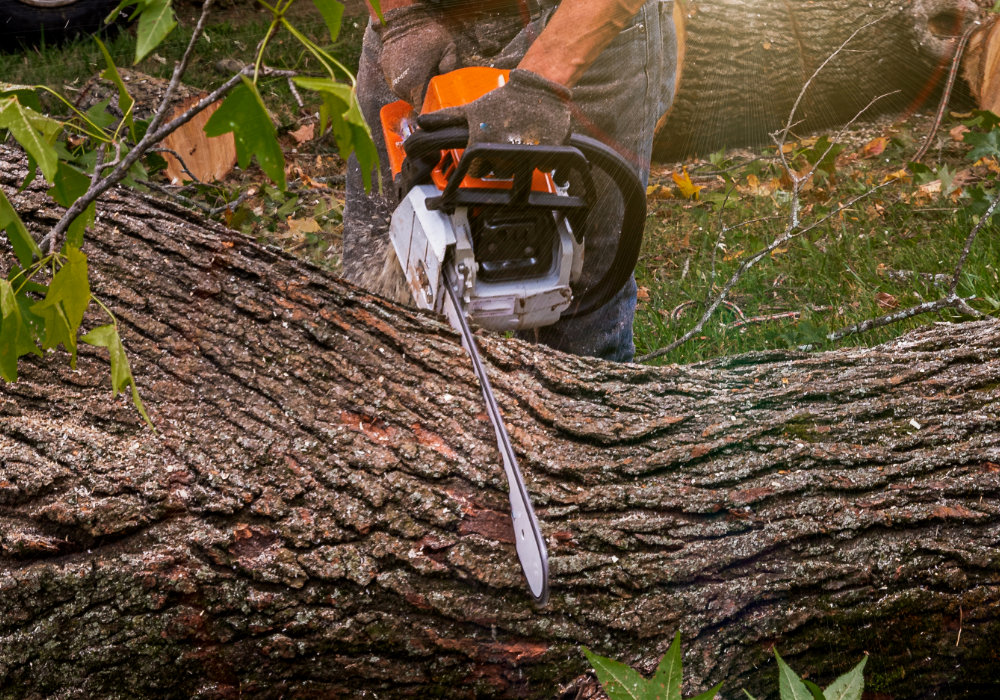 Tree and Brush Removal